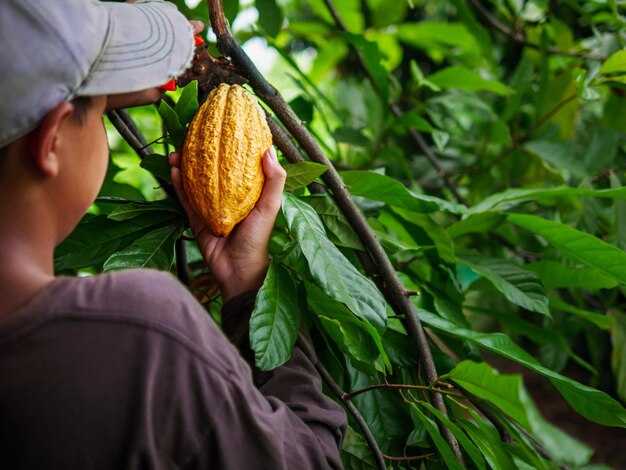 Smallholder farm economics and household resilience
