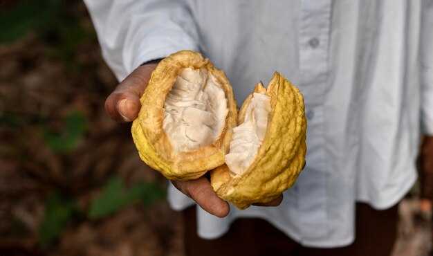 Behind 'Responsible' Chocolate - Cocoa Farmers' Bleak Future & an Unsustainable Food Industry Behind 'Responsible' Chocolate: Cocoa Farmers' Bleak Future & an Unsustainable Food Industry