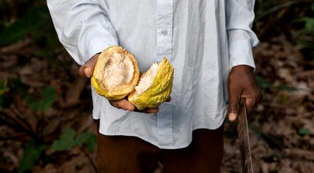 Chocolate Giants Drive Deforestation in West Africa's Last Rainforest