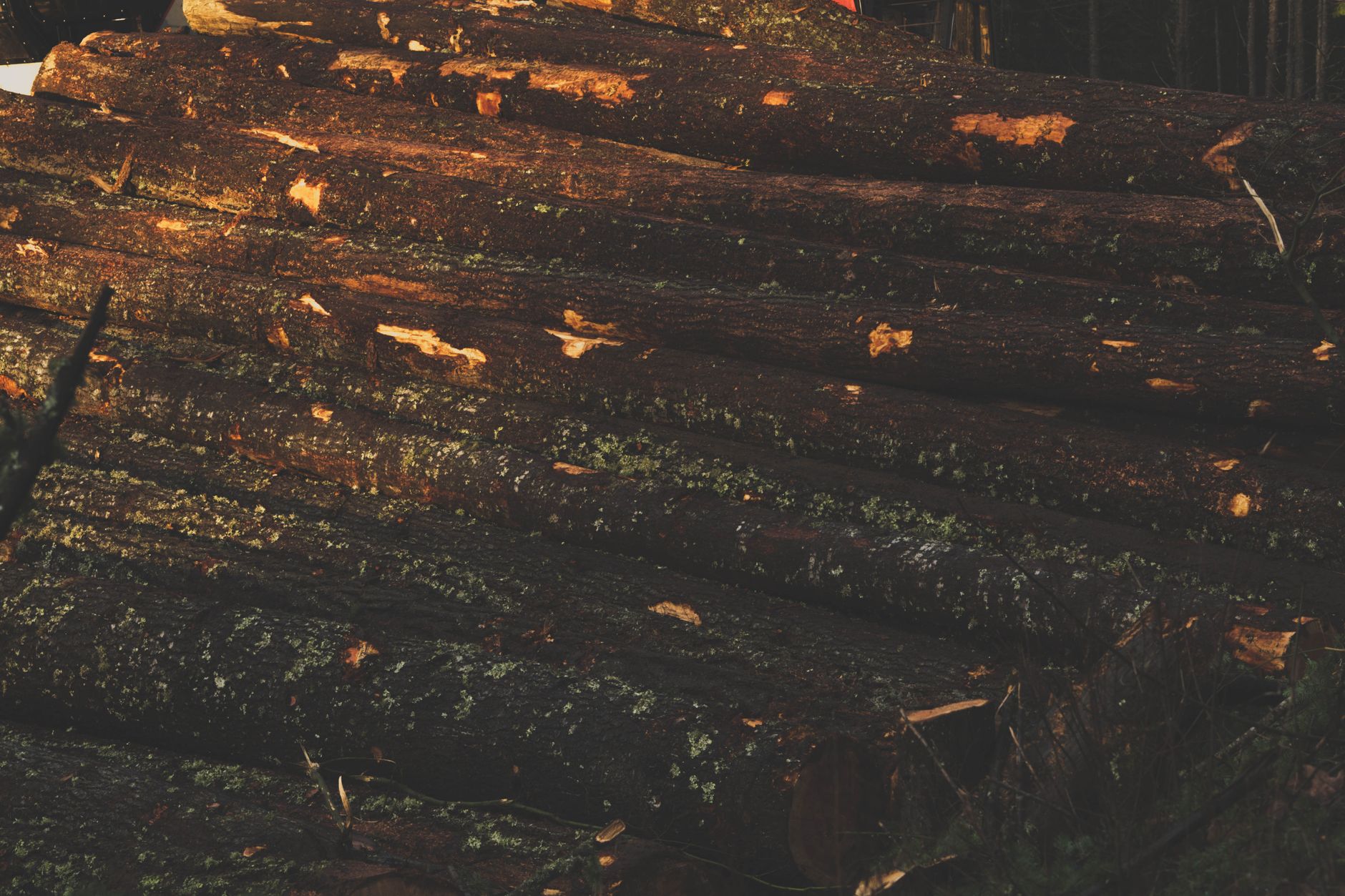 Stacked timber logs, a commodity in scope of the EUDR