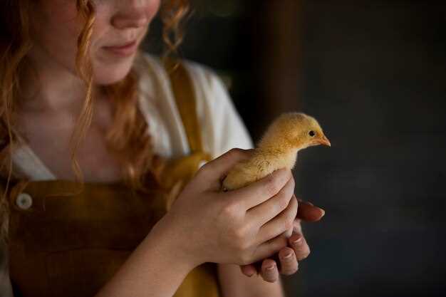 What drives egg price gains: input costs, processing margins, and retailer pricing