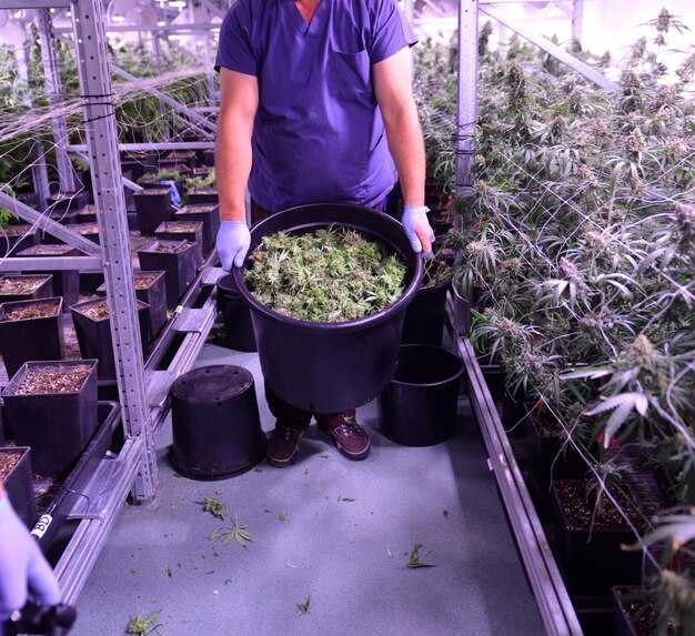How a Global Brewing Company Explored the Cannabis Market