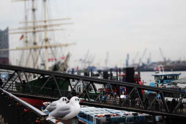 What immediate disruptions should shippers expect to see in cargo flows and vessel schedules?