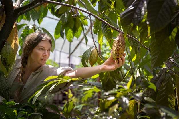 Monitoring, verification, and data transparency across cocoa supply chains