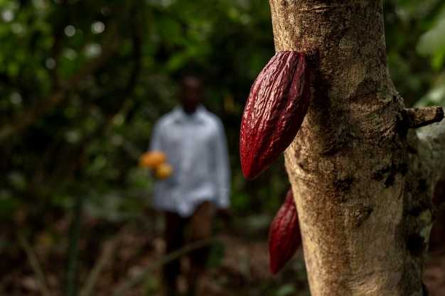 Nestlé launches two projects to reduce emissions in cocoa farming