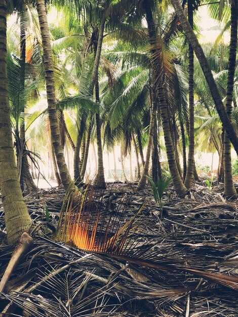 Palm Oil Supply Chain Faces Glut - Impacts and Market Outlook Palm Oil Supply Chain Faces Glut: Impacts and Market Outlook
