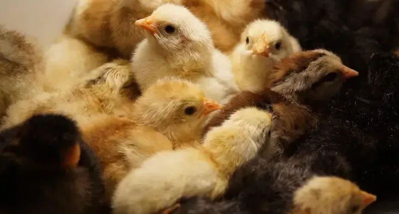 Ministerium für Landwirtschaft hebt Importverbot für Geflügel aus sieben Ländern nach Bestätigung von Vogelgrippe auf