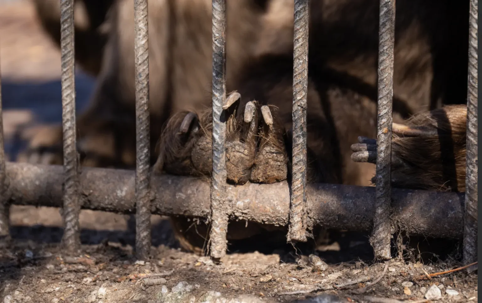 Cargolux facilita un vuelo crítico para rescatar osos pardos