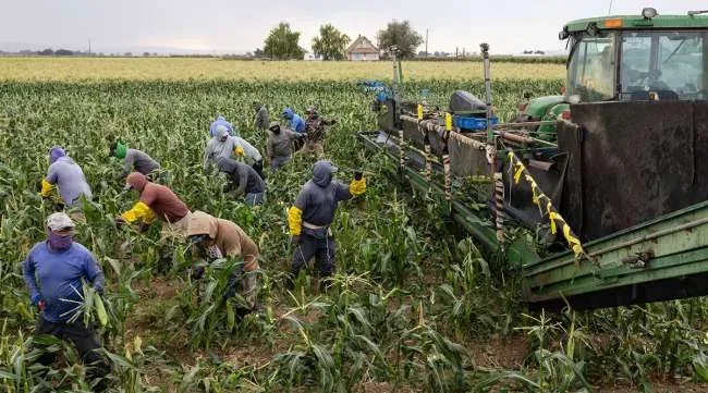 Record US Corn Harvest Surpasses Expectations and Its Broader Implications