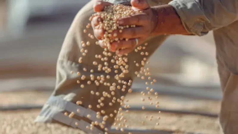 Cómo las tarifas de envío entre EE. UU. y China afectan a los exportadores agrícolas y la competitividad marítima estadounidense