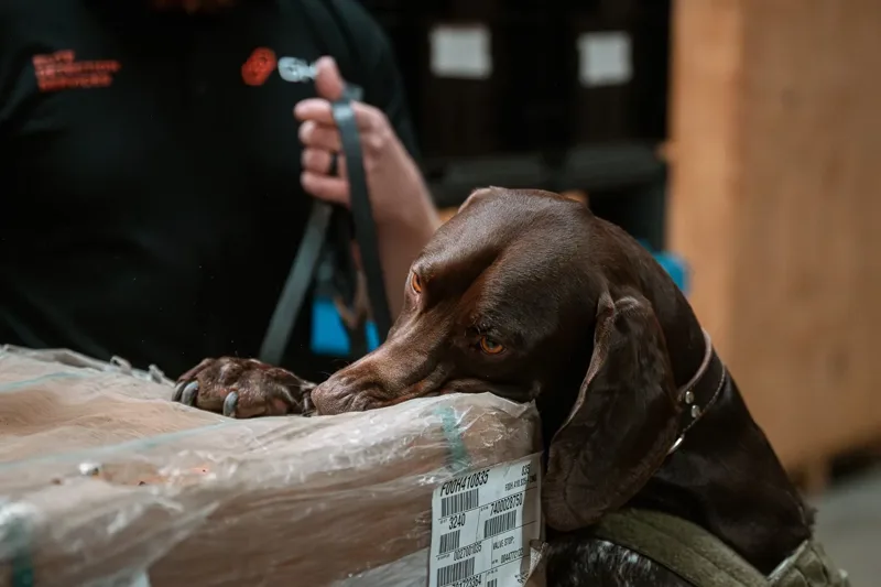 How canine screening and regulatory shifts are reshaping air cargo screening at scale